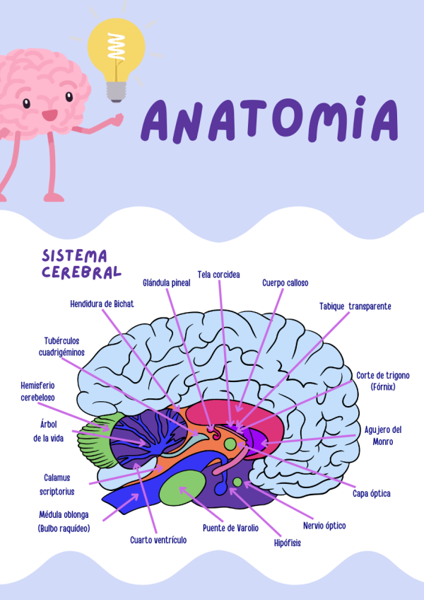 Portadas de Anatomia