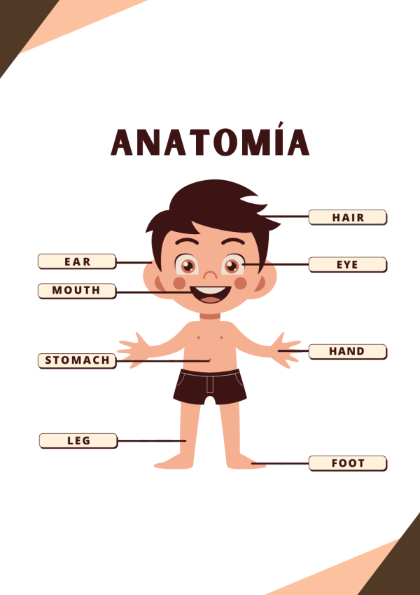 Portadas de Anatomia