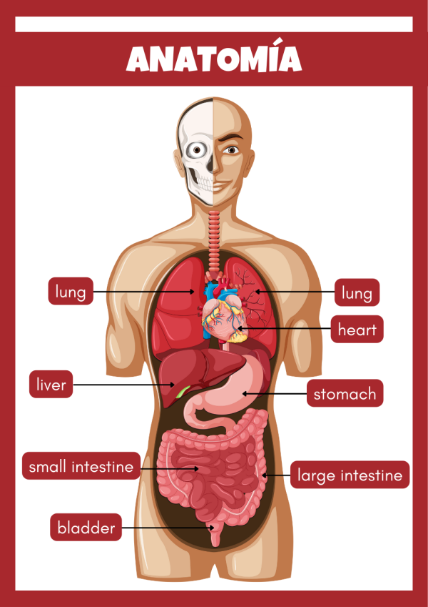 Portadas de Anatomia