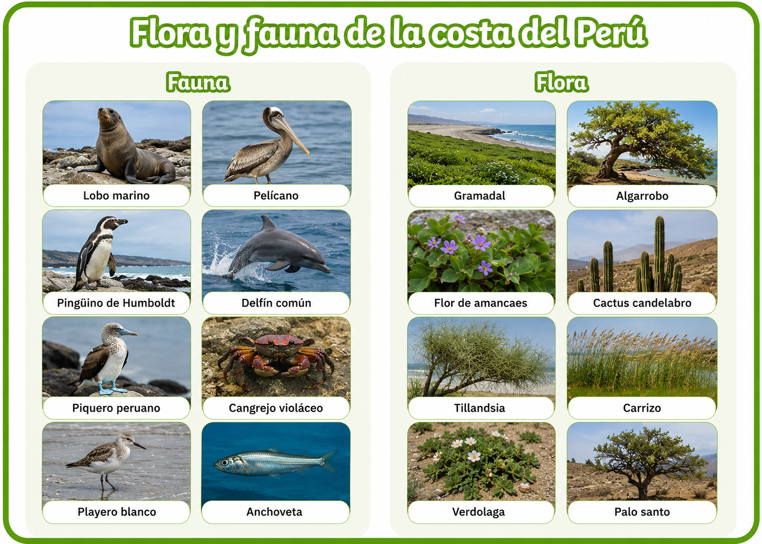 Flora y fauna de la Costa del Perú