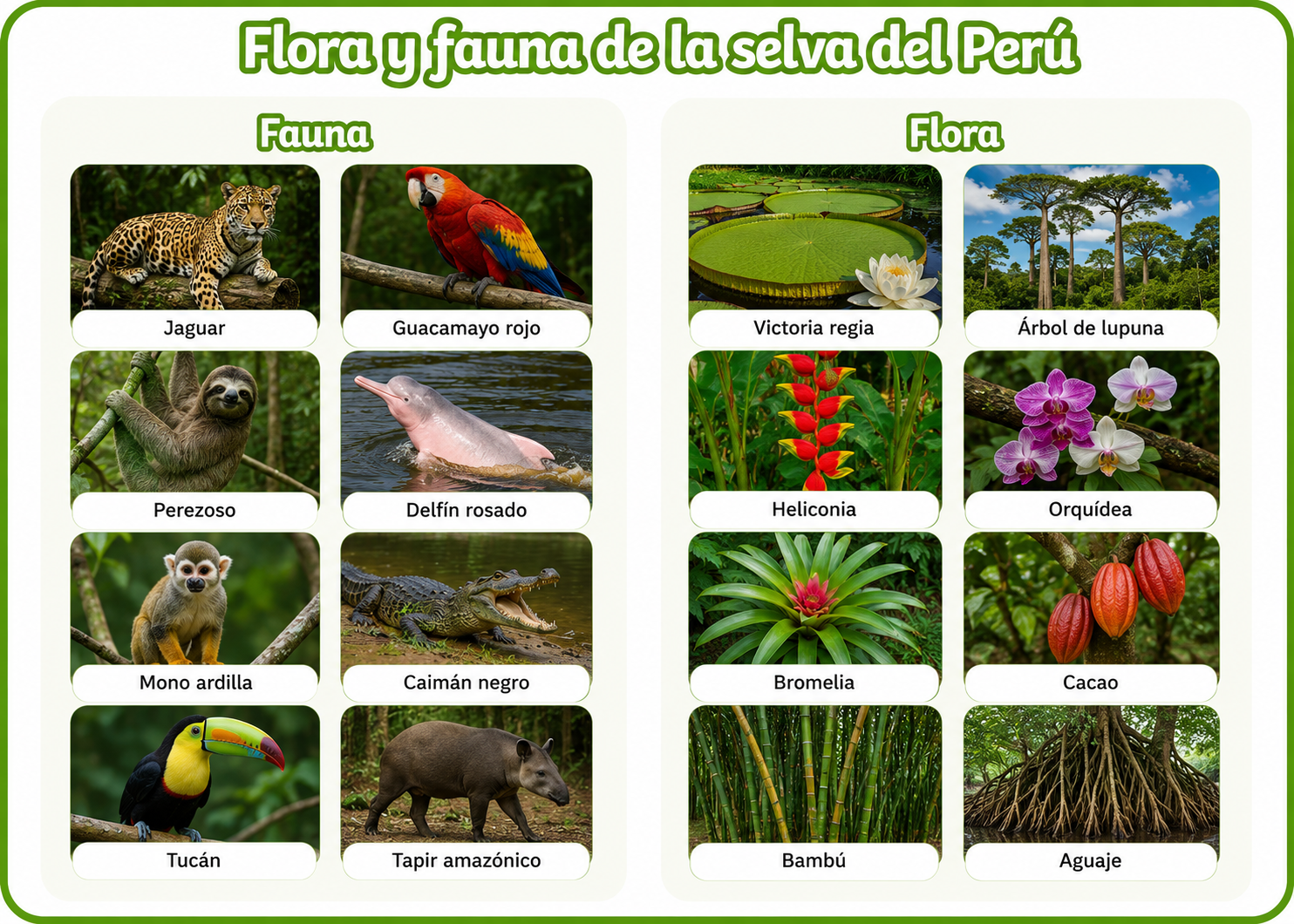 Flora y fauna de la Selva del Perú